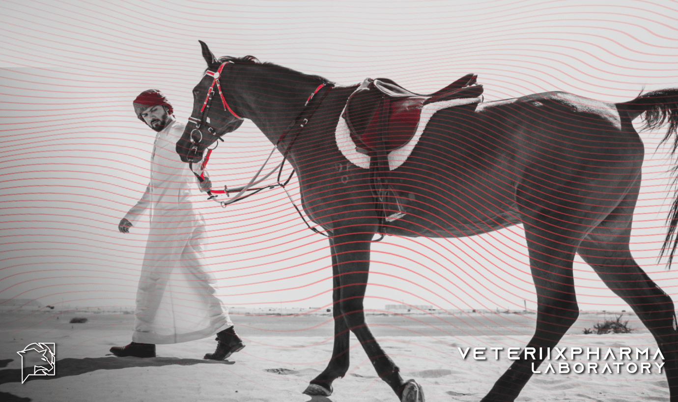 ¿Ya conoces al caballo árabe?
